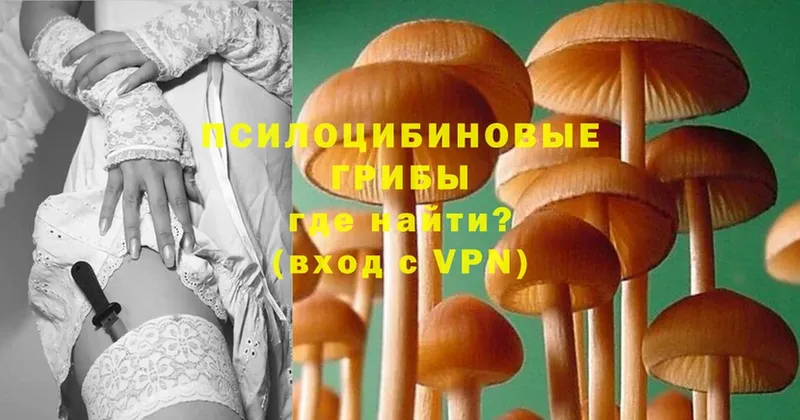 Псилоцибиновые грибы Cubensis  Вилюйск 